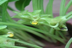 Curcuma vamana